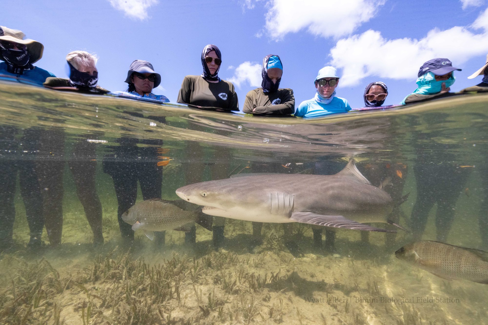 A lemon shark swims below the waterline in front of a line of researchers standing in the shallows at Bimini; Dr. Booker is the tallest, in a sun hood and dark glasses.