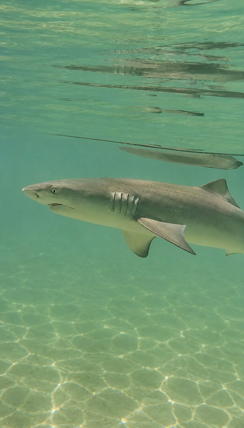 A juvenile lemon shark in clear shallow water.
