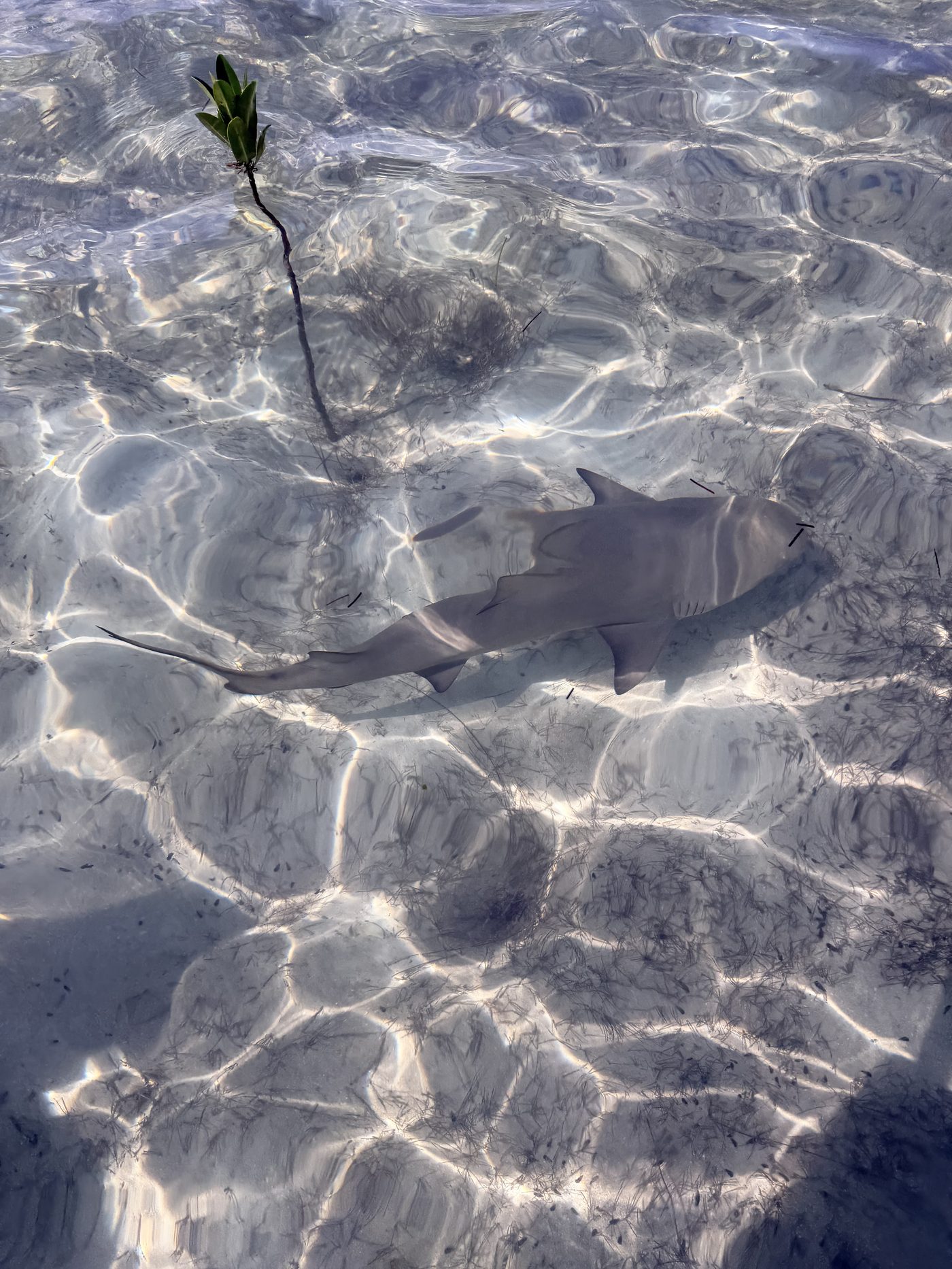 A juvenile lemon shark beside a mangrove seedling in the nursery shallows.
