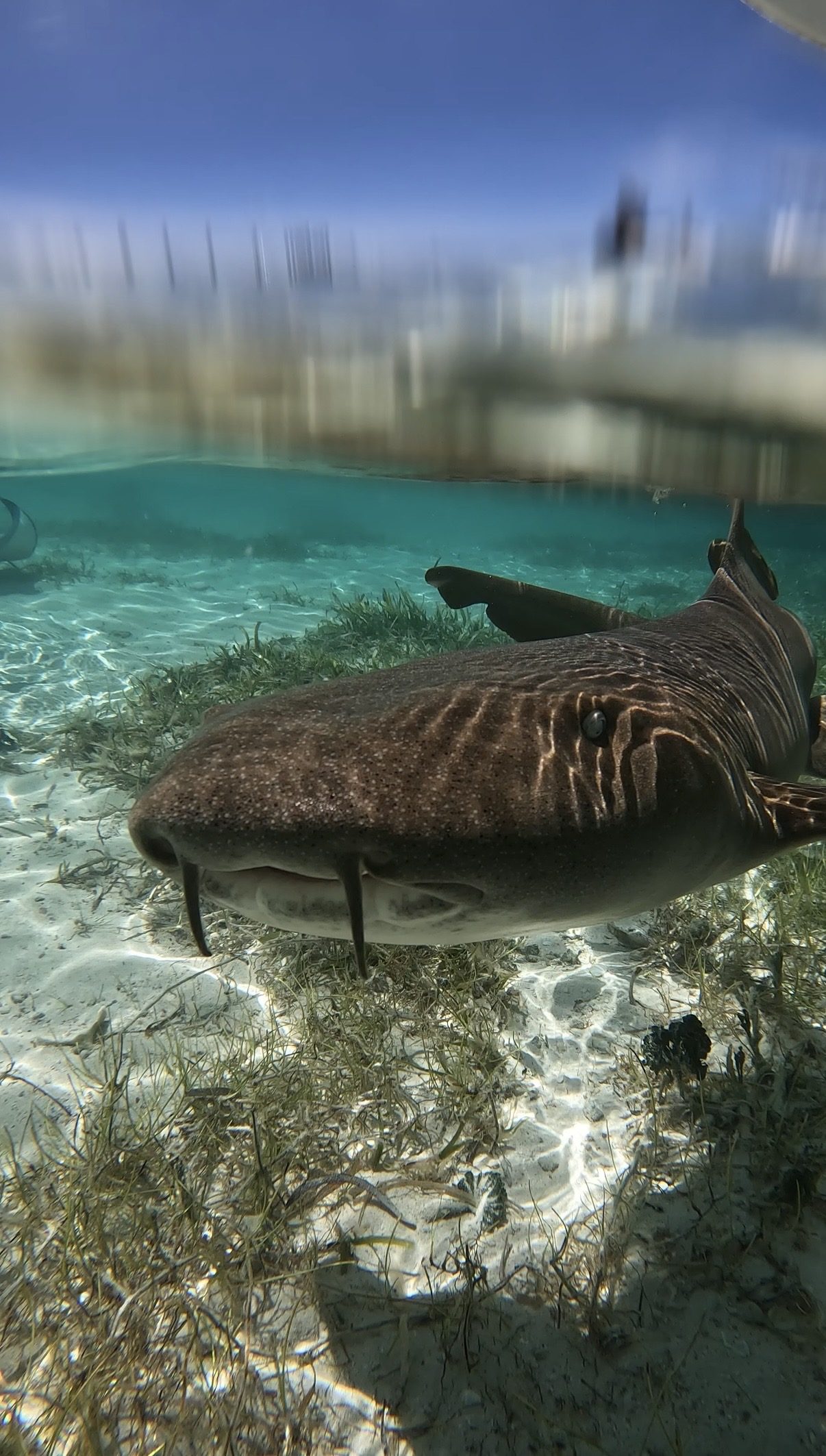 A nurse shark resting over seagrass near a dock.