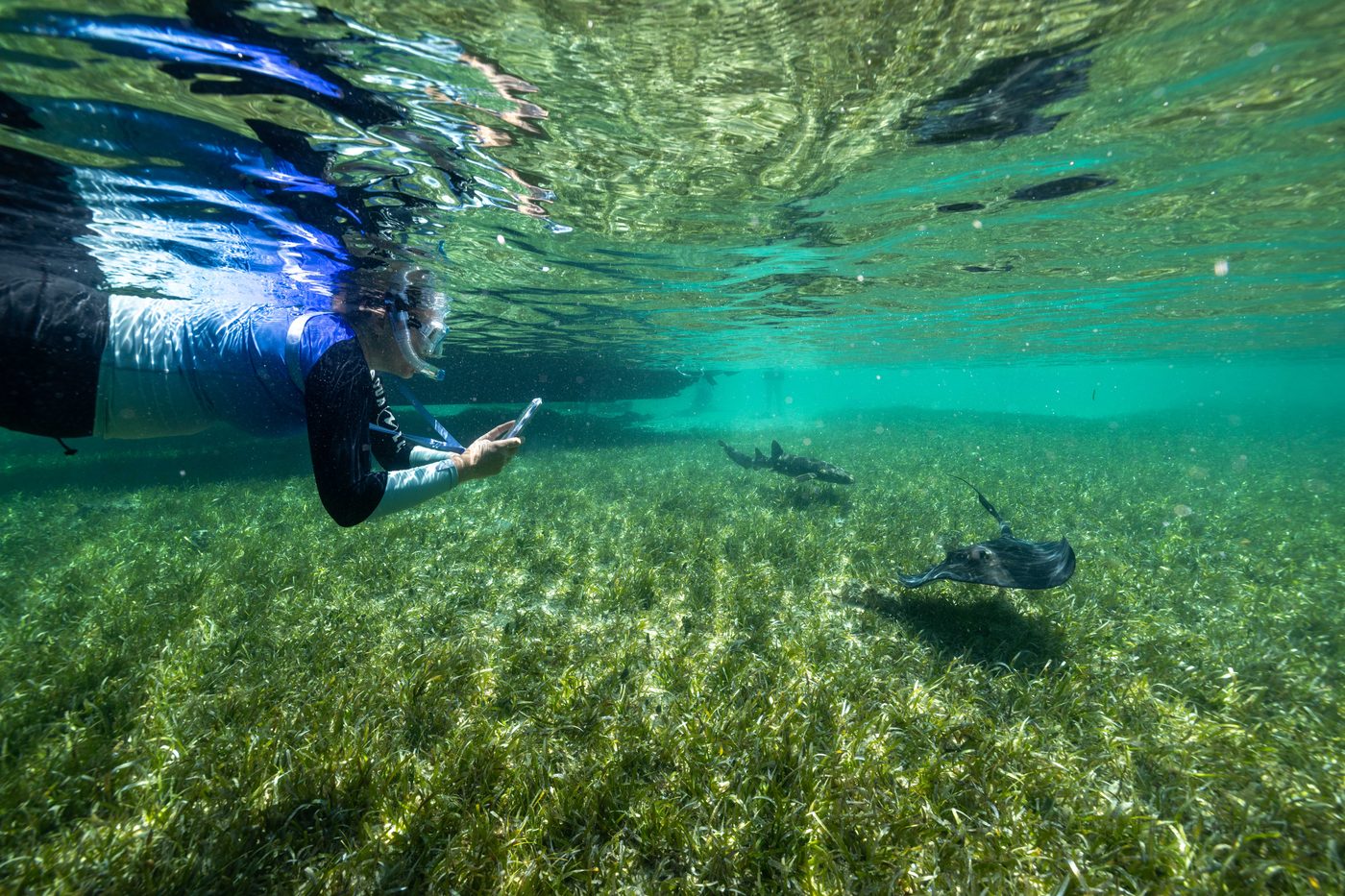 Dr. Booker at the surface photographing a stingray on the seagrass below.