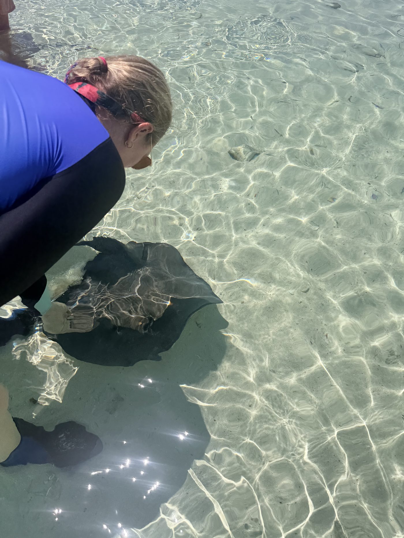 Dr. Booker bends over a southern stingray in ankle-deep water on a sand flat in Bimini.